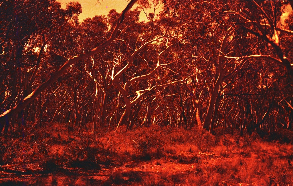 Scribbly gum forest in red by peterdegraaff