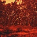 Scribbly gum forest in red by peterdegraaff