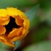 just another wet flower by corktownmum