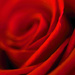 Red rose ~ 2 by seanoneill