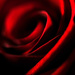 Red Rose ~ 3 by seanoneill