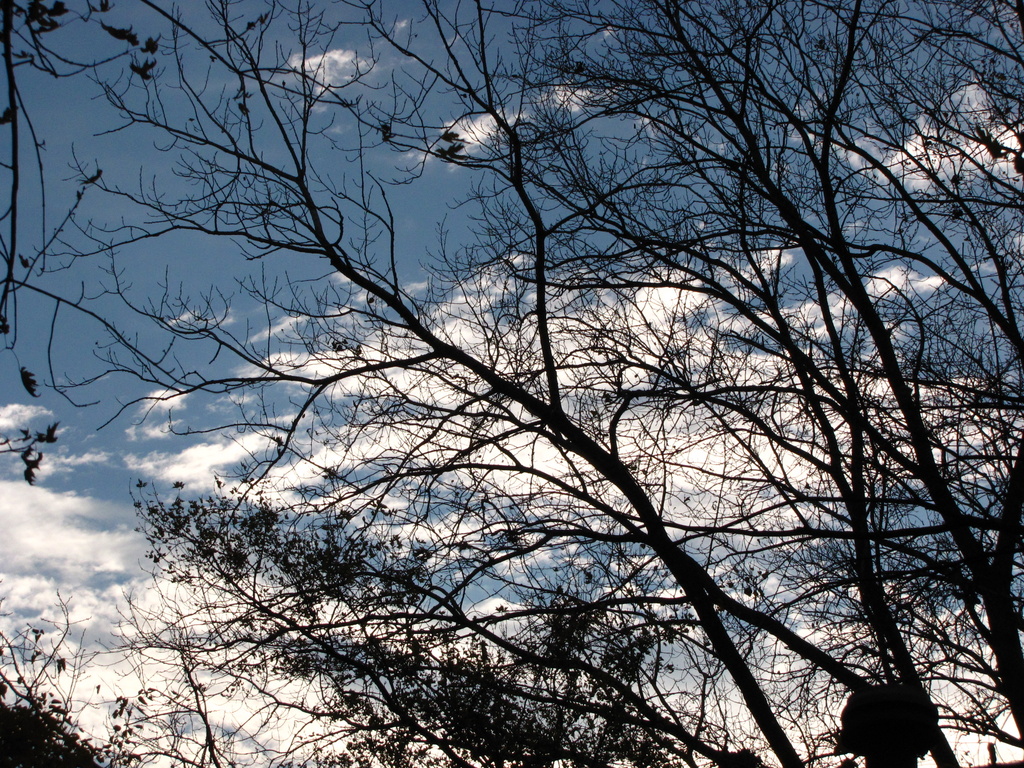Blue Skies by photogypsy