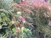 28th Oct 2012 - Wet Autumn Garden