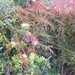 Wet Autumn Garden by oldjosh