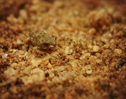 1st Nov 2012 - Red Spotted Toad