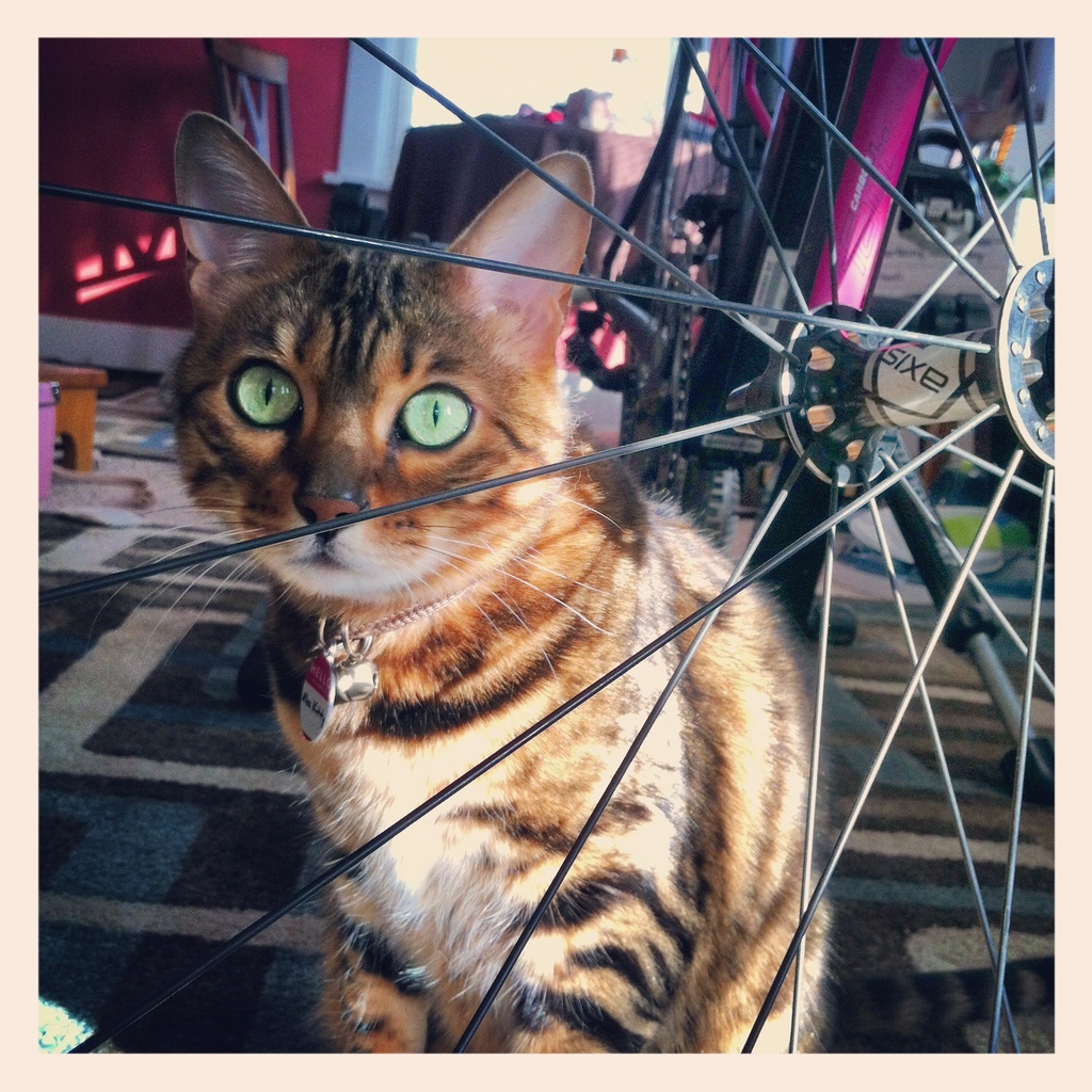 Fancy cat, fancy bike by hmgphotos