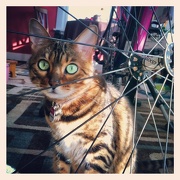 27th Oct 2012 - Fancy cat, fancy bike