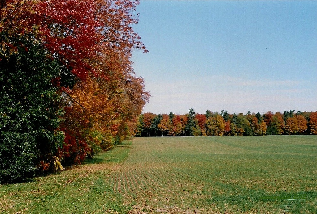 autumn - film shot by summerfield