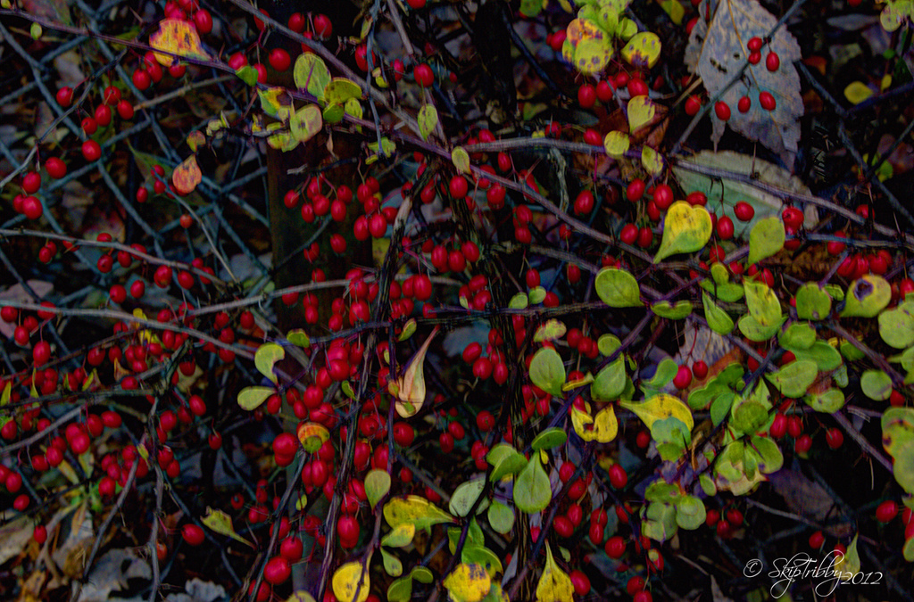 Ornamental Berries by skipt07
