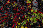 1st Nov 2012 - Ornamental Berries
