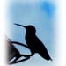Hummingbird Silhouette by madamelucy