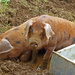 pigs again by jantan