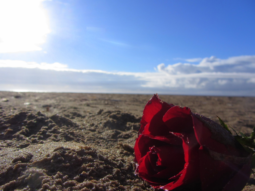 Rose on the Beach   29.10.12 by filsie65