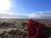 29th Oct 2019 - Rose on the Beach   29.10.12