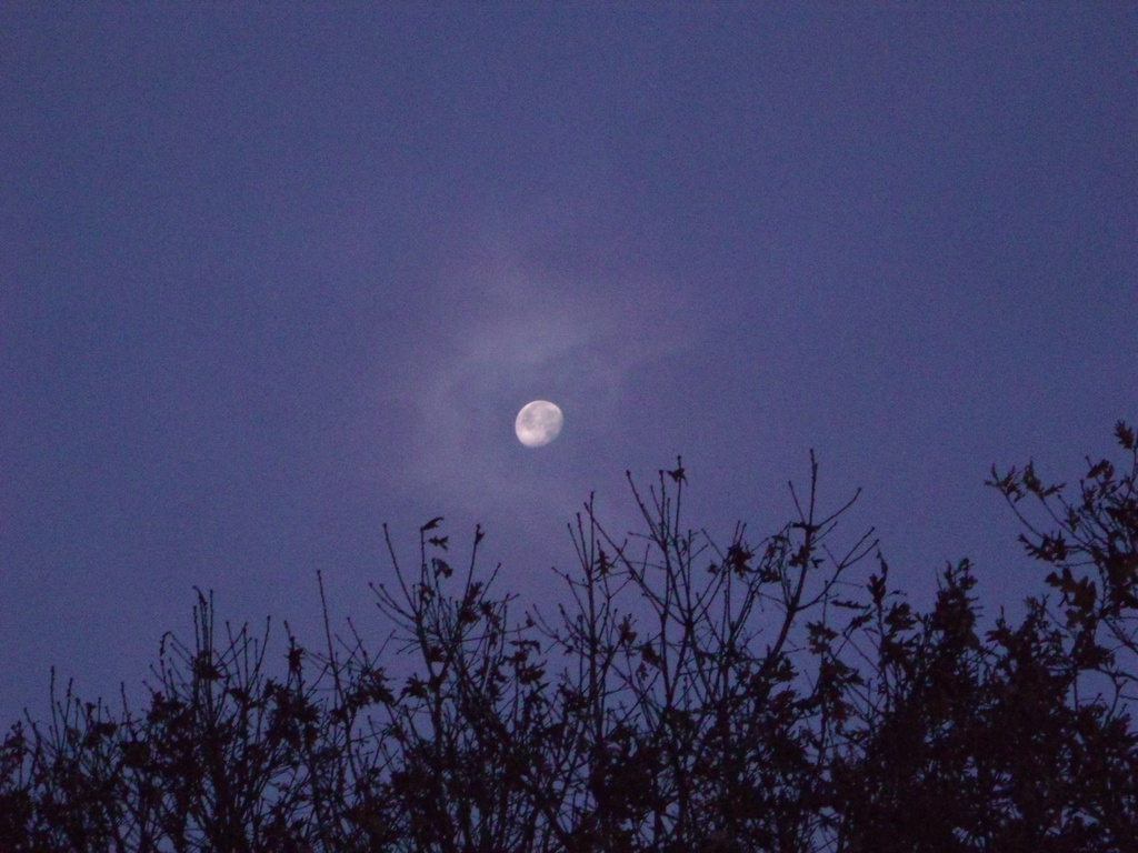 November Moon by lizzybean