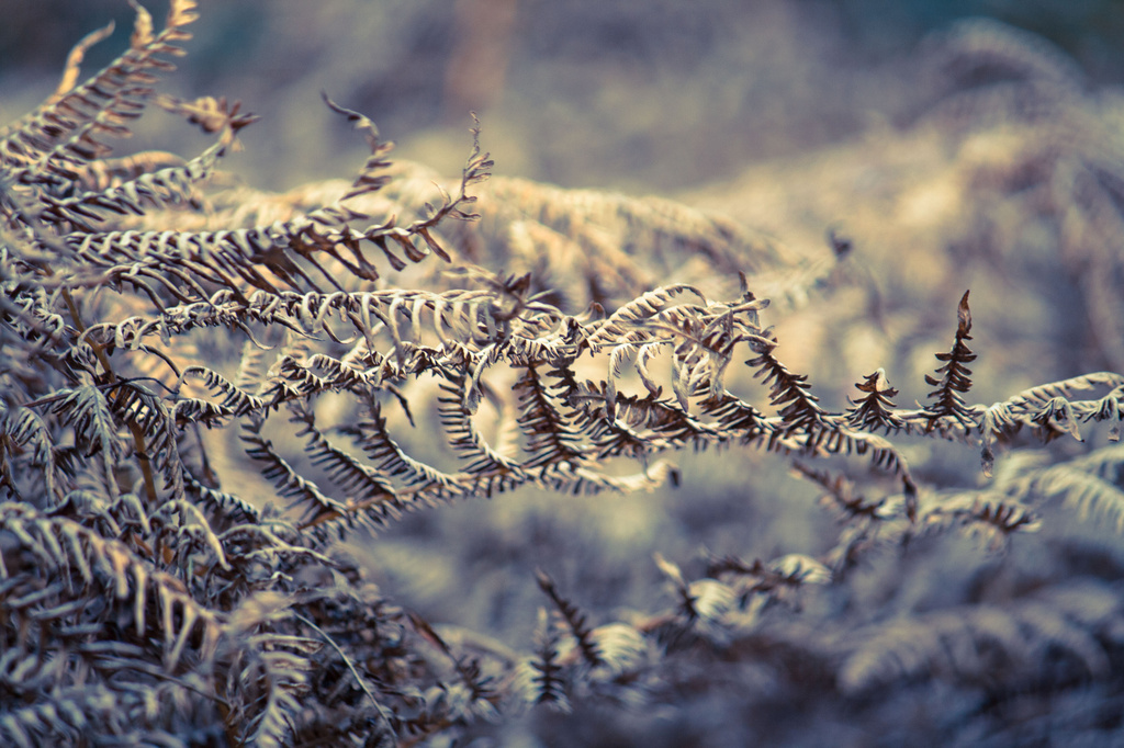 autumn fern by peadar