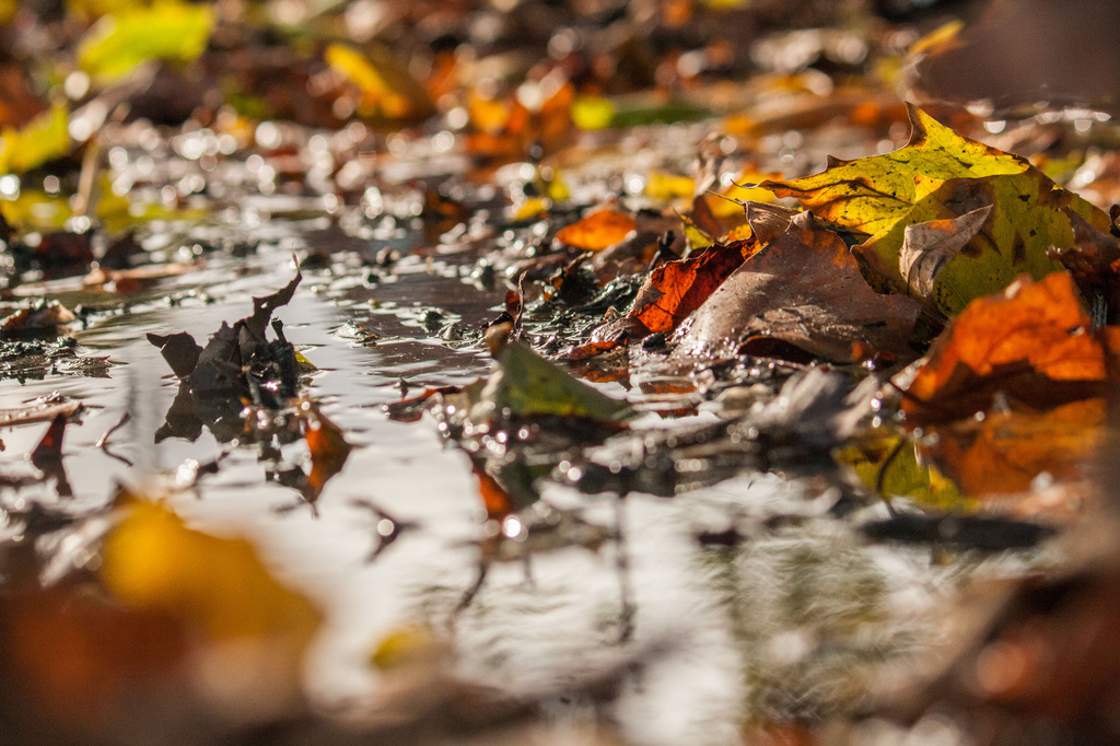 autumn by peadar