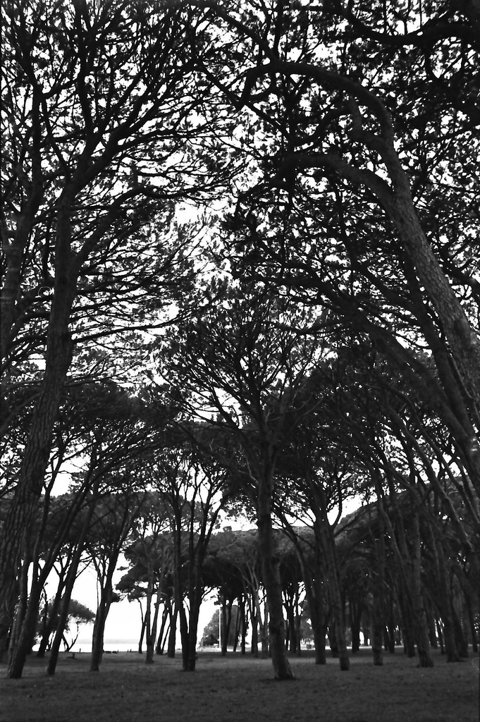 Trees near the beach on a dark day by peterdegraaff