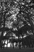 2nd Nov 2012 - Trees near the beach on a dark day