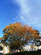2nd Nov 2012 - Autumn Leaves