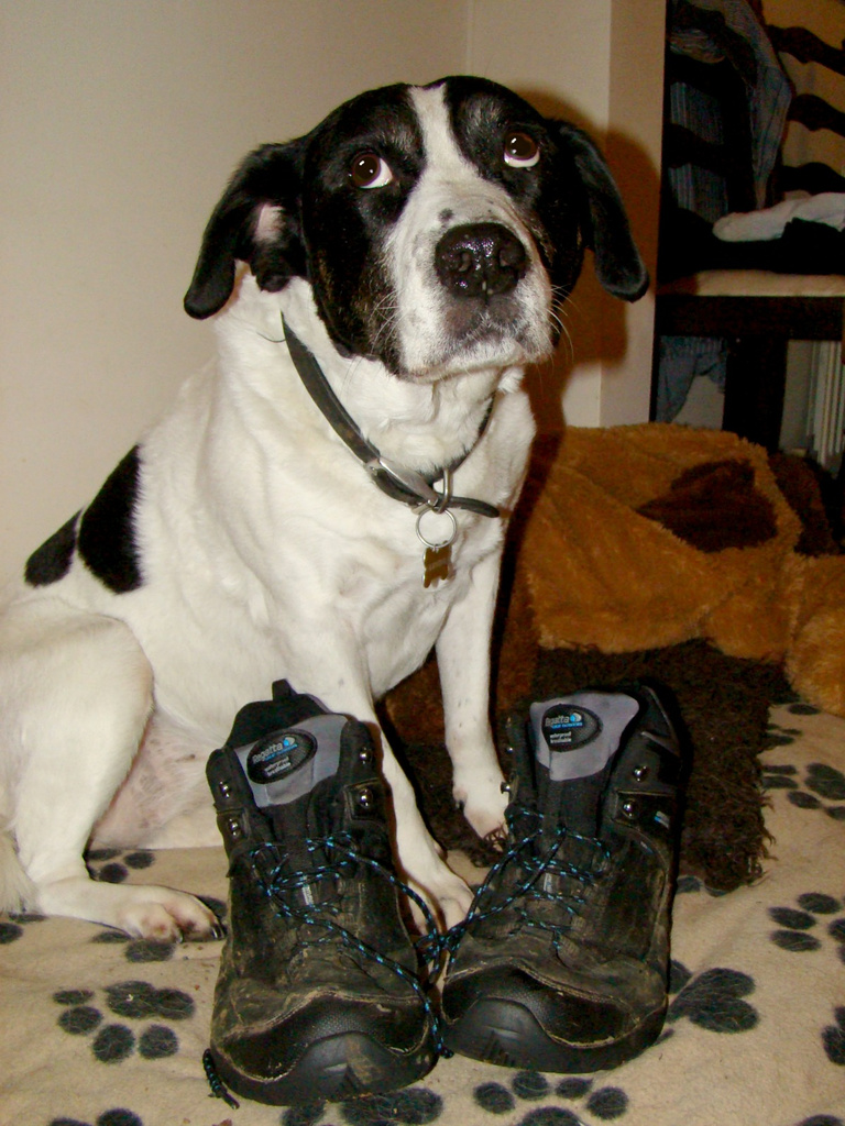 Nov 02: 'Boots' by bulldog