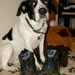 Nov 02: 'Boots' by bulldog