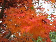 2nd Nov 2012 - Glow of Fall