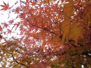 30th Oct 2012 - Maple Tracery