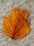 2nd Nov 2012 - Just another wet leaf photo