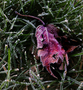 2nd Nov 2012 - Frosty Leaf
