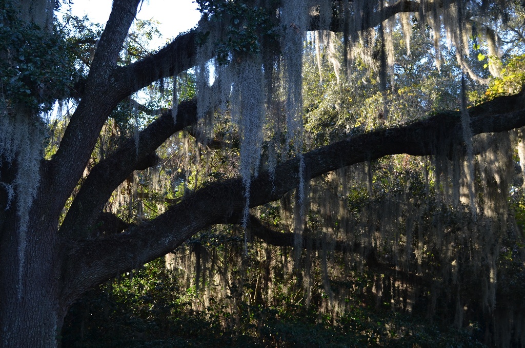 Live oak, moss and late afternoon shadows by congaree