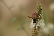 2nd Nov 2012 - Beetle