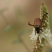 Beetle by kerristephens