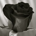 Black rose by sugarmuser