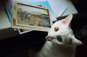 1st Nov 2012 - happy cat postcards
