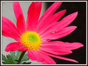 3rd Nov 2012 - Chrysanthemum