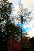 3rd Nov 2012 - a piece of blue sky