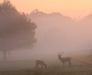 3rd Nov 2012 - Early morning in Richmond Park