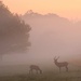 Early morning in Richmond Park by netkonnexion