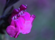 3rd Nov 2012 - Purple Flower
