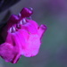 Purple Flower by kerristephens