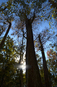 3rd Nov 2012 - Ancient bald cypress