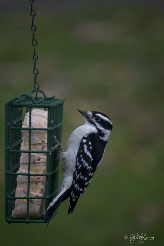 Female Downy Woodpecker by skipt07
