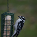 Female Downy Woodpecker by skipt07