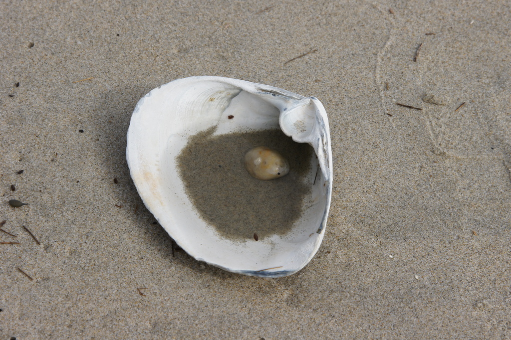 Water, Sand and Pebble in Shell by rob257