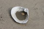 1st Nov 2012 - Water, Sand and Pebble in Shell
