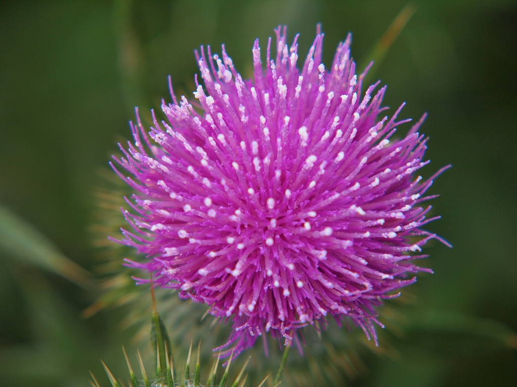 Thistle by peterdegraaff