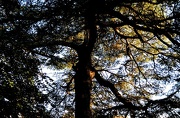 24th Oct 2012 - Sunlight in the trees