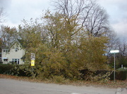 2nd Nov 2012 - Tree Down