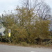 Tree Down by brillomick